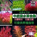 荷兰景草缸造景红色水草水下叶活体植物新手易养品种齐全淡水种植