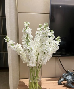 紫罗兰鲜花四季花精致水养家庭配花百搭插花鲜花云南基地直发