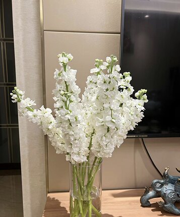 紫罗兰鲜花四季花精致水养家庭配花百搭插花鲜花云南基地直发