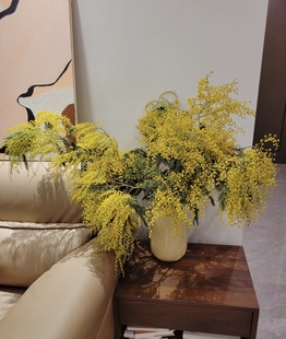 银叶金合欢鲜花冬季云南基地直发家用绿植插花黄色合欢花鲜切花