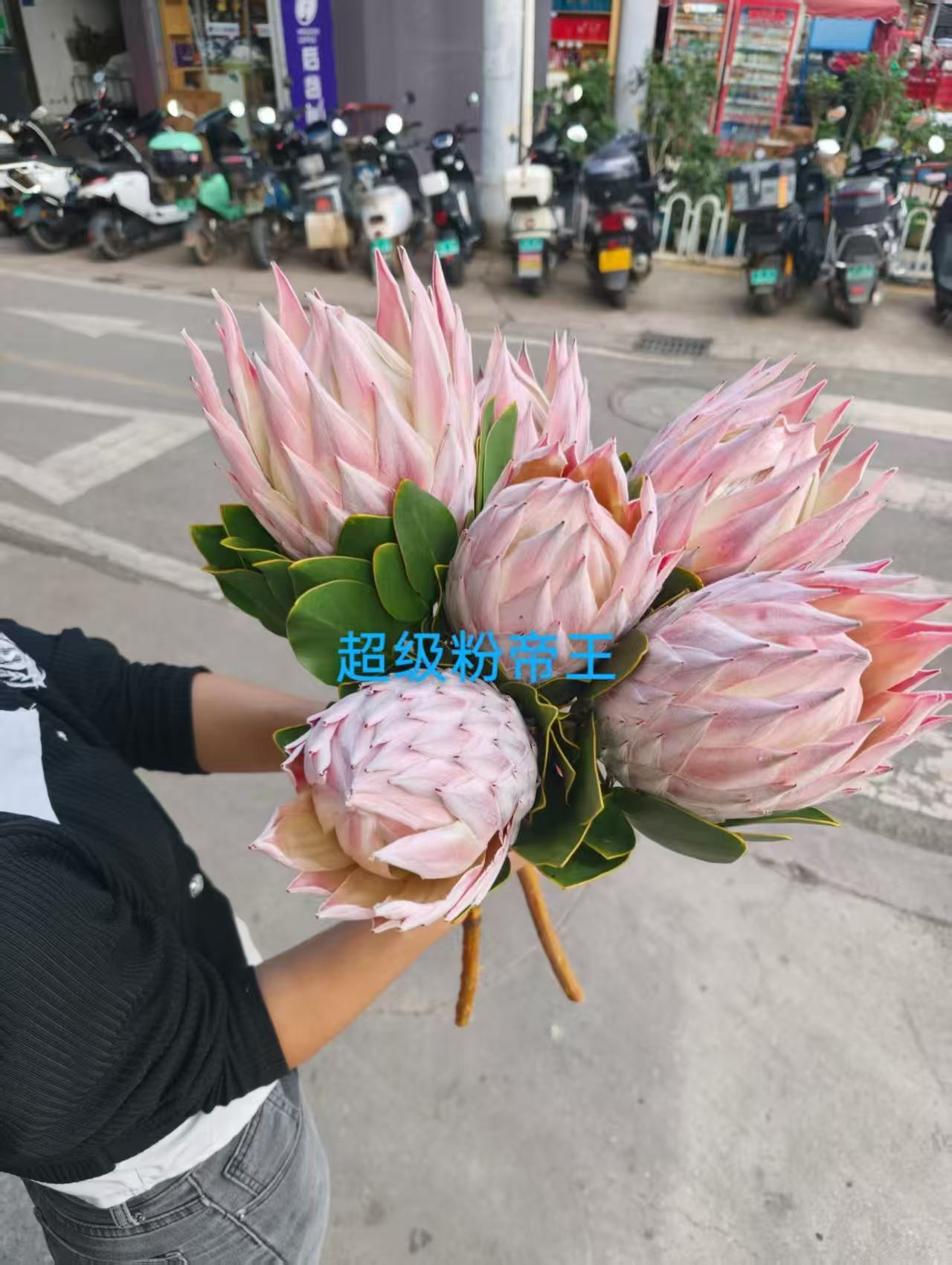 南非进口帝王花公主花可做干花插花小众花材配花小众稀有送礼花束图片