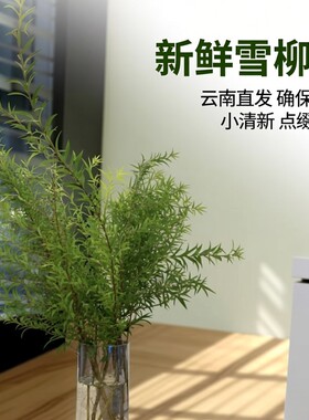 新鲜雪柳叶各种绿色叶材春夏小清新云南直发新鲜水养花卉市场鲜枝