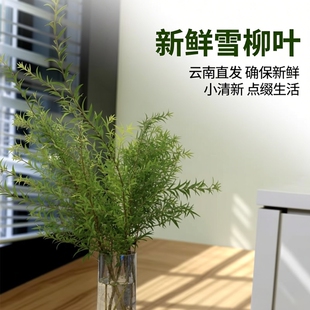 新鲜雪柳叶各种绿色叶材春夏小清新云南直发新鲜水养花卉市场鲜枝