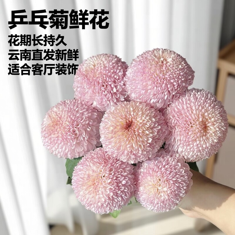 乒乓菊鲜花云南基地直发批家用水养客厅插花鲜切花婚庆花期较长