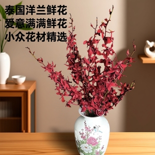 泰国洋兰千代兰万代兰鲜花花束家用水养插花小众花材云南基地直发