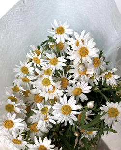 玛格丽特品种雏菊鲜切花小众花材水养插花花店配花家用办公室鲜花