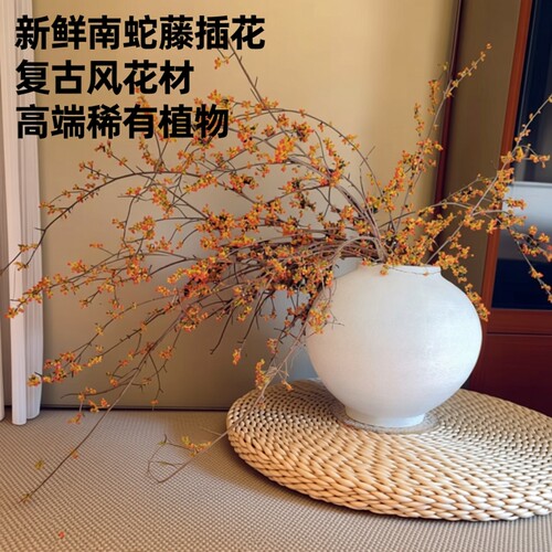 新鲜南蛇藤复古风花期长室内插花高端稀有花材鲜切枝条云南直发