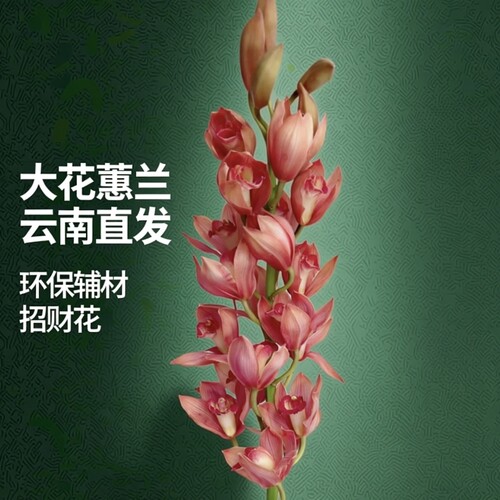多品种大花蕙兰鲜切花招财花精致花材云南基地直发兰花室内水培花
