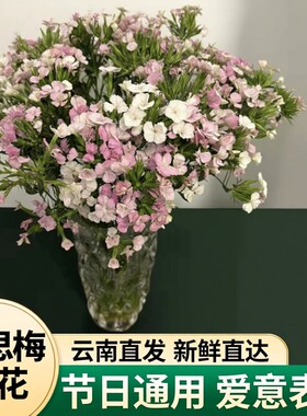 相思梅小清新鲜花配花云南基地直发现采瓶插水养室内节日鲜花