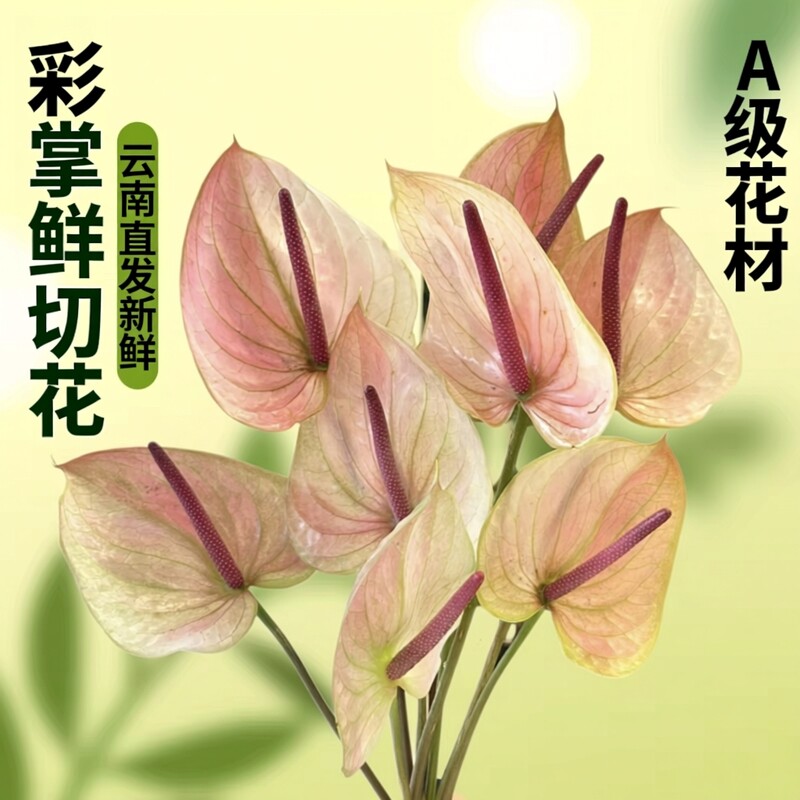 绿掌红掌彩掌鲜切花婚礼婚庆手捧花花束家用水养插花云南直发