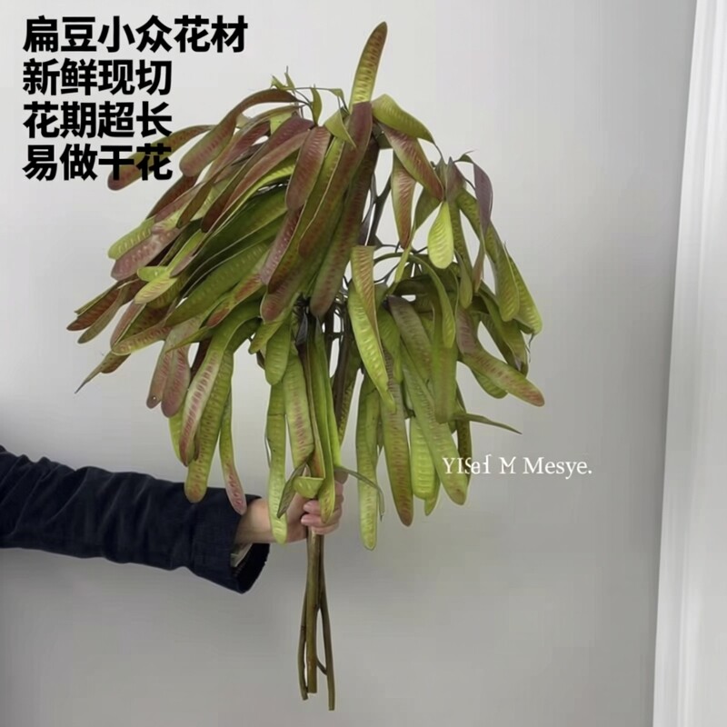 扁豆新鲜鲜切花小众花材花期长可做干花家用水养插花云南现采现发