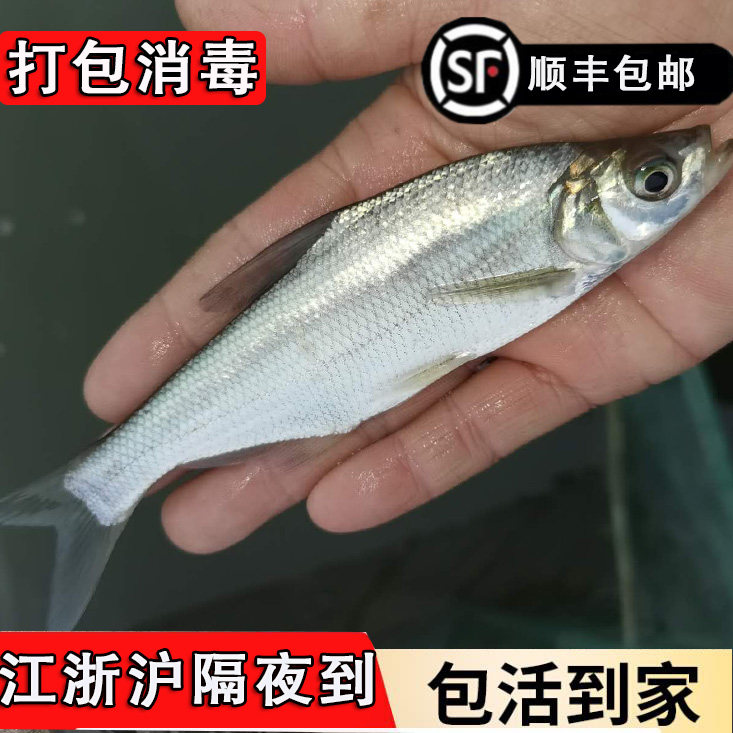 柳叶鳊鱼三角鳊鱼武昌鱼淡水鱼鳊鱼翘嘴白鱼米级翘嘴白丝顺丰包邮