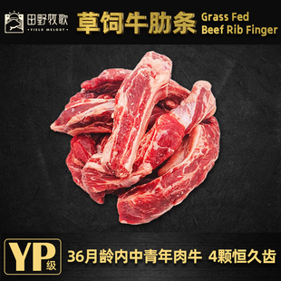 田野牧歌澳洲进口草饲牛肋条YP级36月龄中青年牛肉卤炖煎蒸1kg