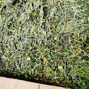 西洋蓍草精油 超临界CO2提取  10ml