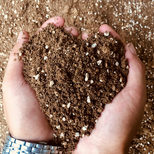 蜡梅盆栽专用营养土壤腊梅花种植沙质弱酸性疏松透气肥沃易生根