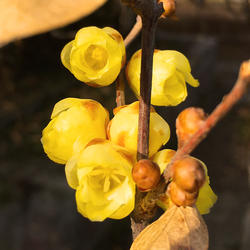 鄢陵腊梅正宗素心【磬口】腊梅花树盆栽苗浓香阳台庭院盆景带花苞
