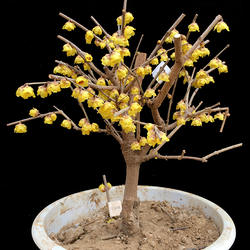 鄢陵腊梅【双品种】嫁接素红心盆栽树苗浓香阳台客厅带花苞包对版