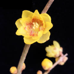 鄢陵腊梅盆栽【虎蹄】花树苗嫁接品种当年开花黄梅花期早包对版活