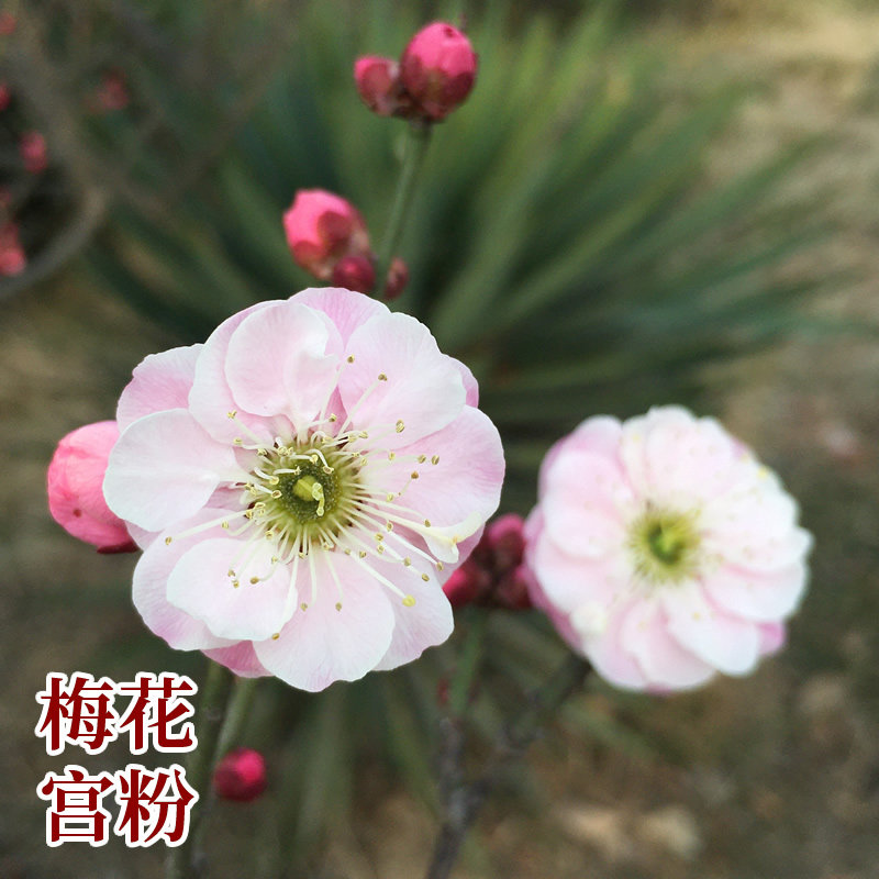 梅花【宫粉】品种粉色红梅花盆栽树苗造景盆景绿化阳台庭院好成活
