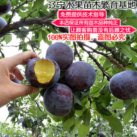 李子树苗美国黑巨李树苗嫁接黑霸王李子苗果实甜度高南方北方种植