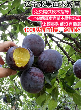 李子树苗美国黑巨李树苗嫁接黑霸王李子苗果实甜度高南方北方种植
