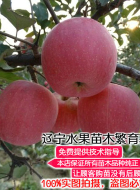 辽宁矮化耐寒基地果树苗
