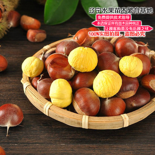 板栗苗树苗直销嫁接苗栗子果树果苗南北方种植盆栽地栽当年不结果