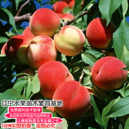 寒露蜜桃树苗东北晚熟耐寒嫁接桃苗盆地栽镇宅南北方种植基地直销