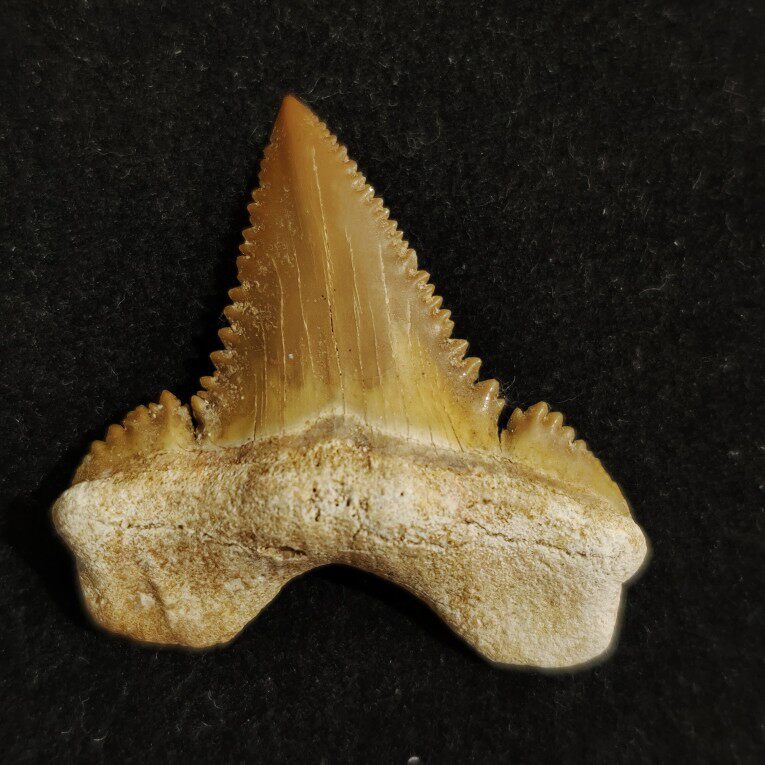 稀有古新噬人鱼牙化石史前古生物科普收藏Paleocarcharodon