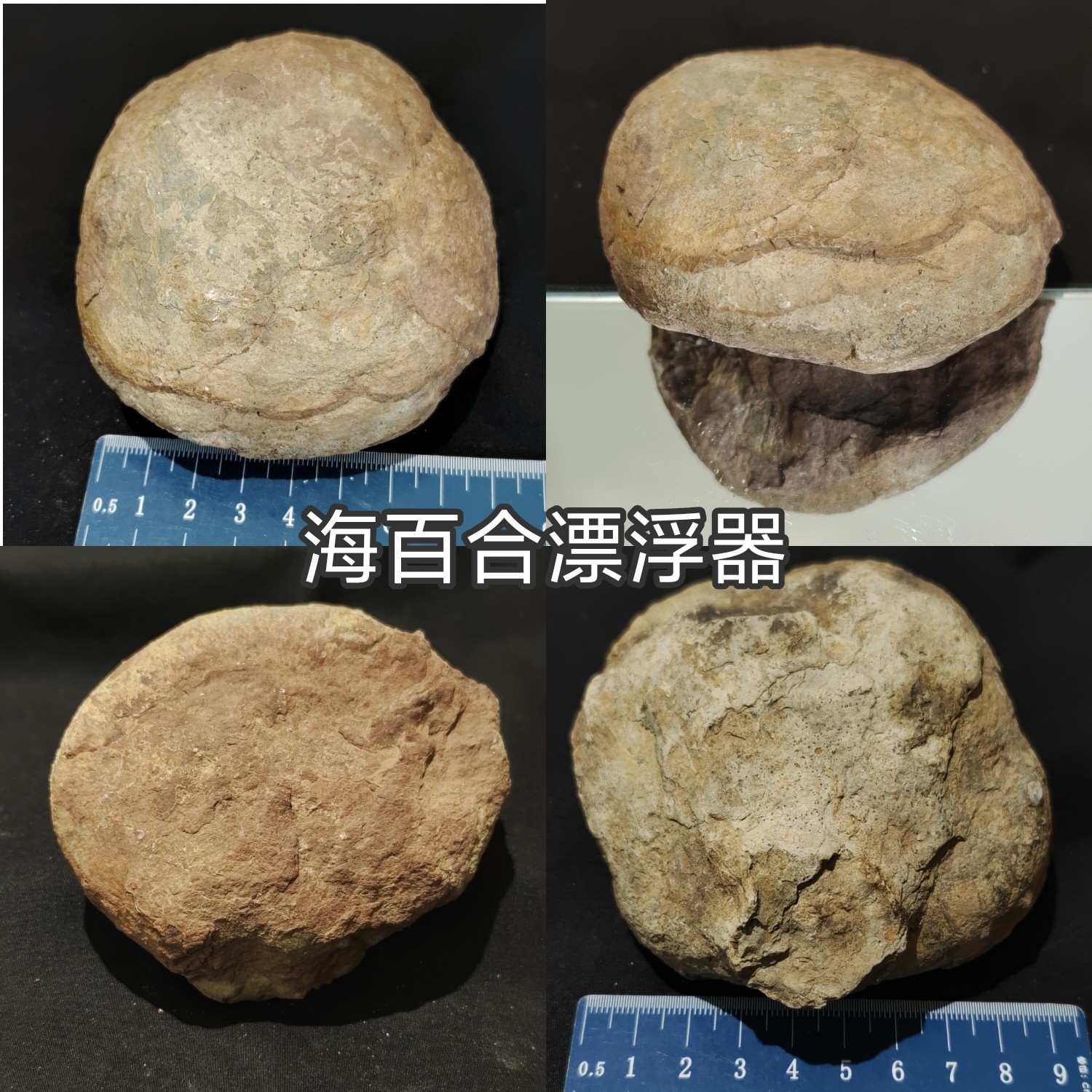 海百合漂浮器天然古生物科普化石博物纪念收藏中古装饰摆件书柜
