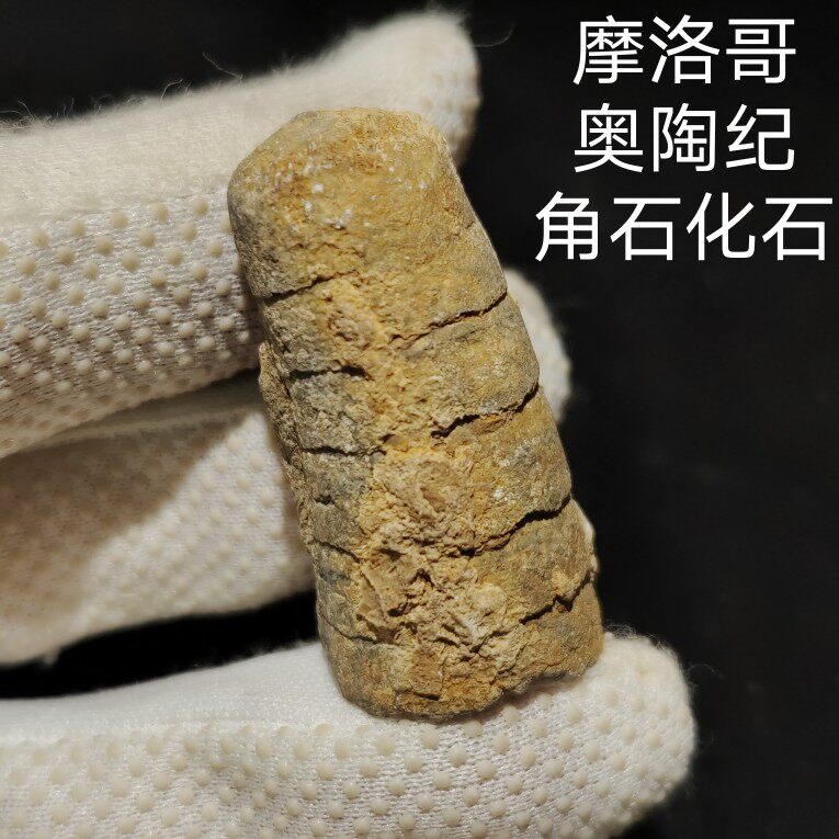 摩洛哥奥陶纪角石化石，史前古生物化石标本科普收藏礼物创意摆件 - 实物图