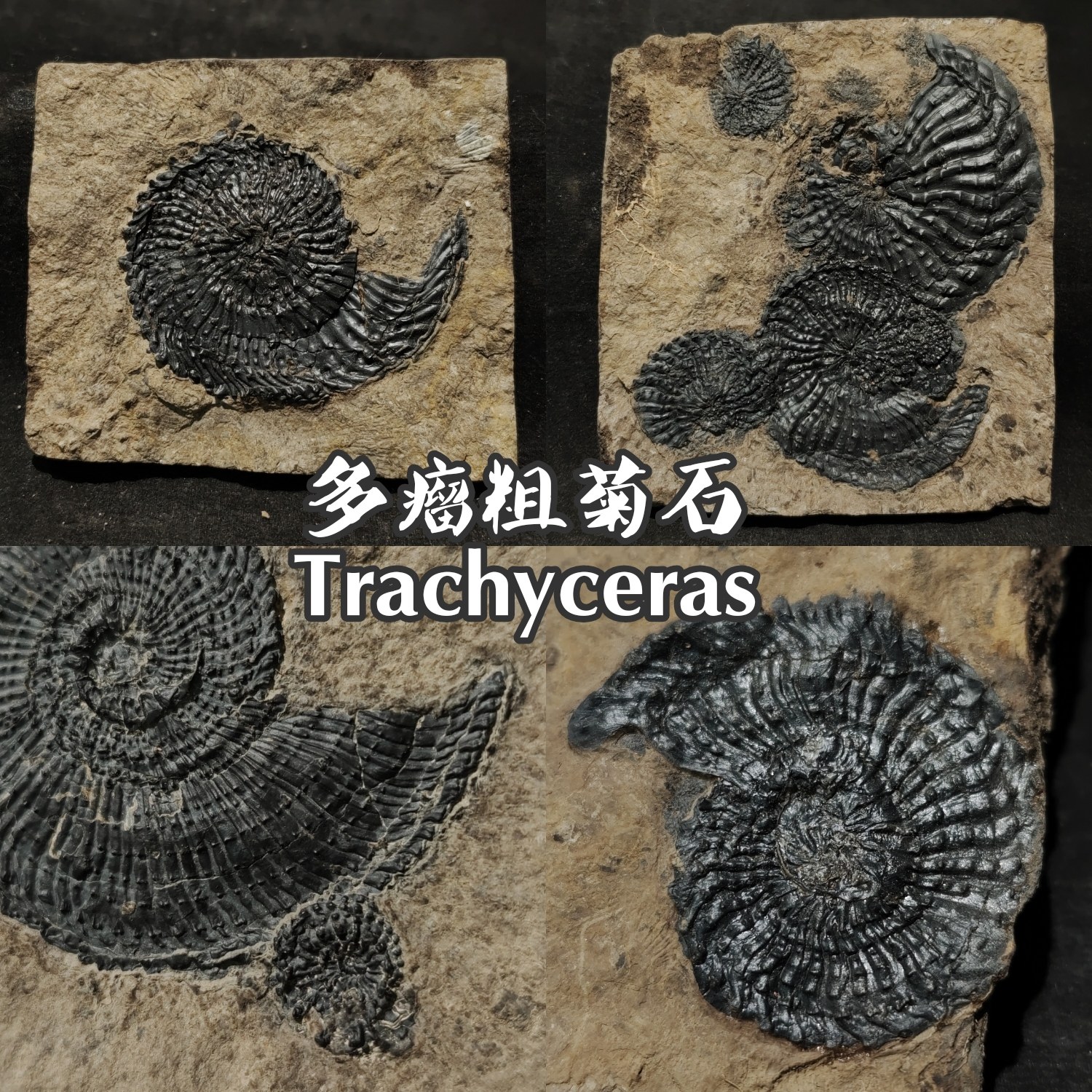 多瘤粗菊石精修古生物科普礼物尖腹史前教学标本模型创意中古装饰