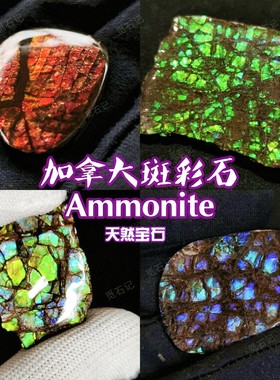 加拿大斑彩螺创意饰品中古收藏礼