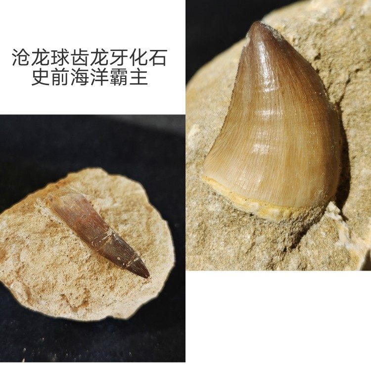 沧牙蛇颈牙齿化石球齿牙摩洛哥古生物化石科普摆件礼物沧龙模范藏