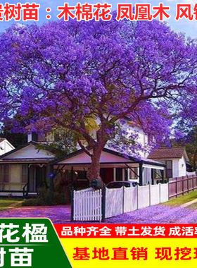 红院铃凤黄木季春年多生