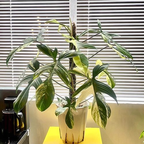 柱子哥水苔柱可拼接植物攀爬柱加长柱繁殖柱水苔墙有利于根系内扎