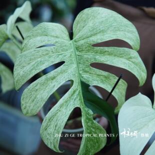 薄荷龟背竹泰国进口非白怪兽稀有锦化热植室内观叶植物一物一拍