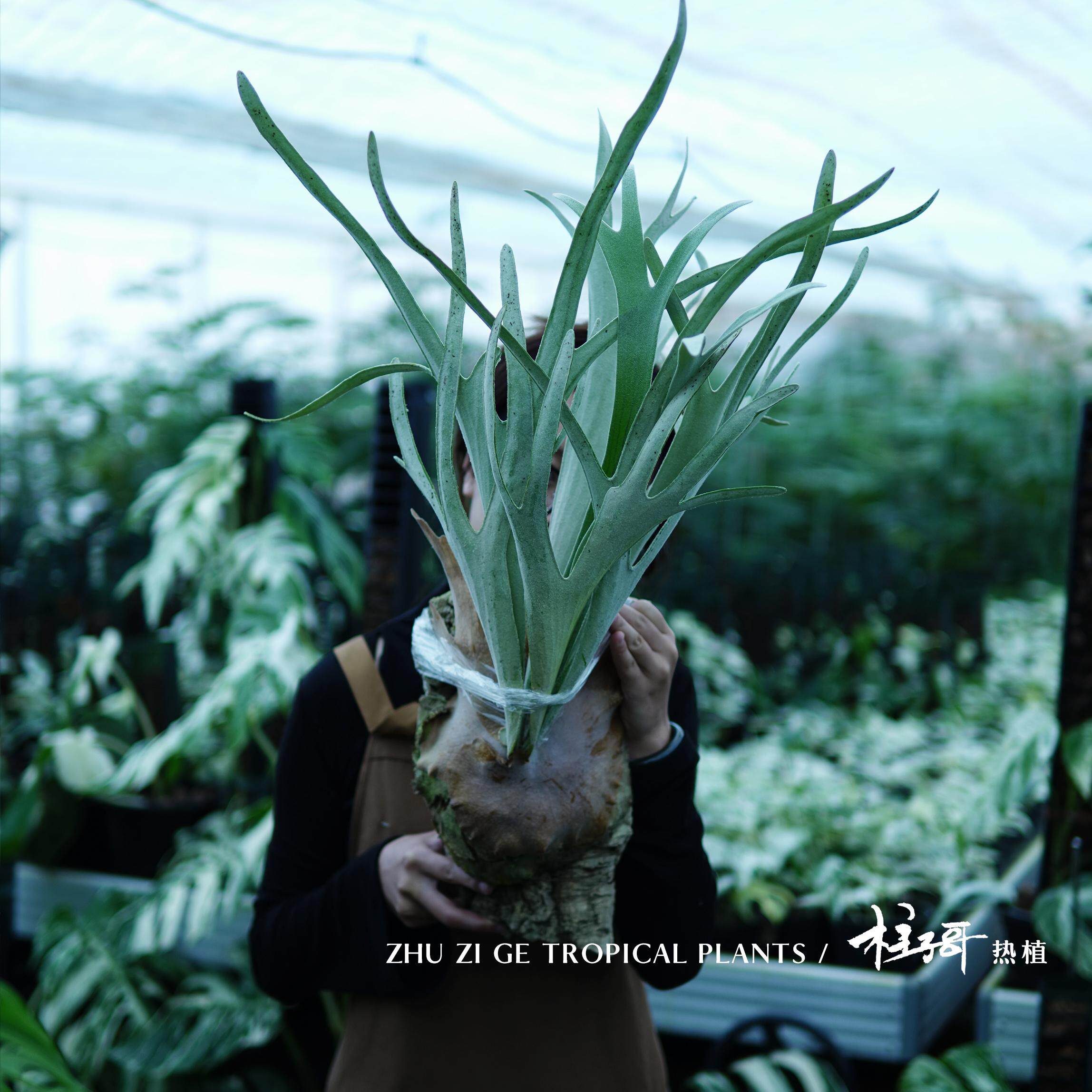 立叶银鹿鹿角蕨挂墙植物