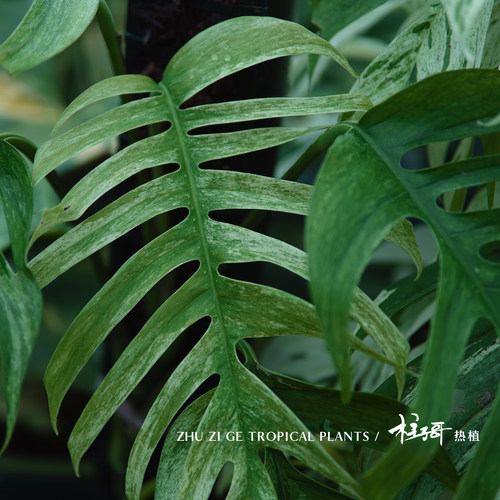 巴厘岛麒麟尾基地直发