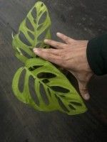 20+см подходит для посадки столбиком