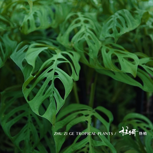 Me Giant Cave Monstera (импортируется из оригинальной кучи Таиланда) с семенами колонны и легко отправить. Он может расти почти до одного метра без выбора