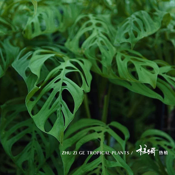 Товары от 三度无救