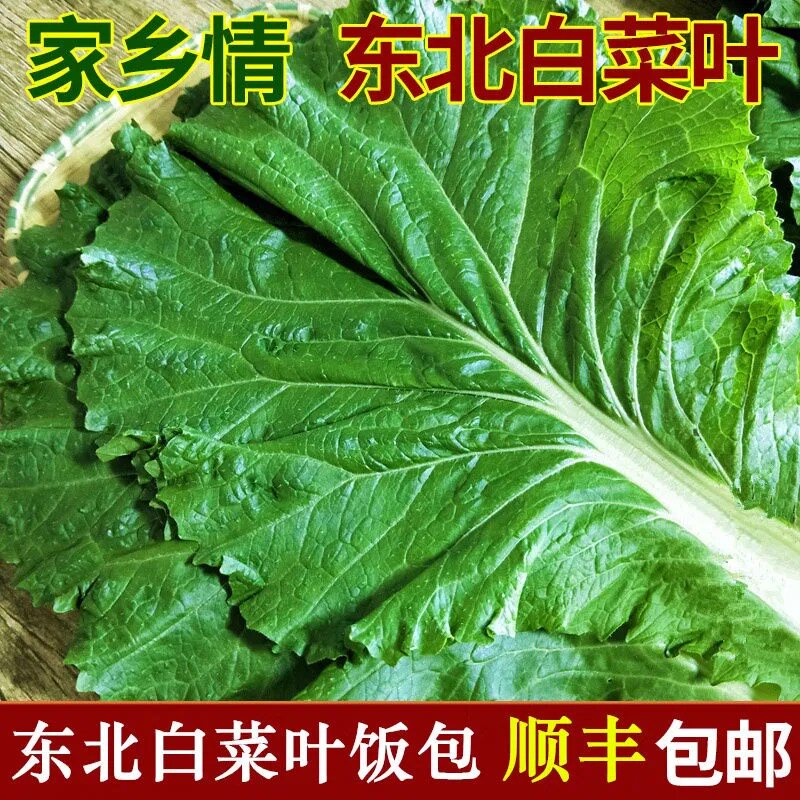 新鲜大白菜东北农家蔬菜包饭包白菜叶子蘸酱菜现摘现发20个叶顺丰