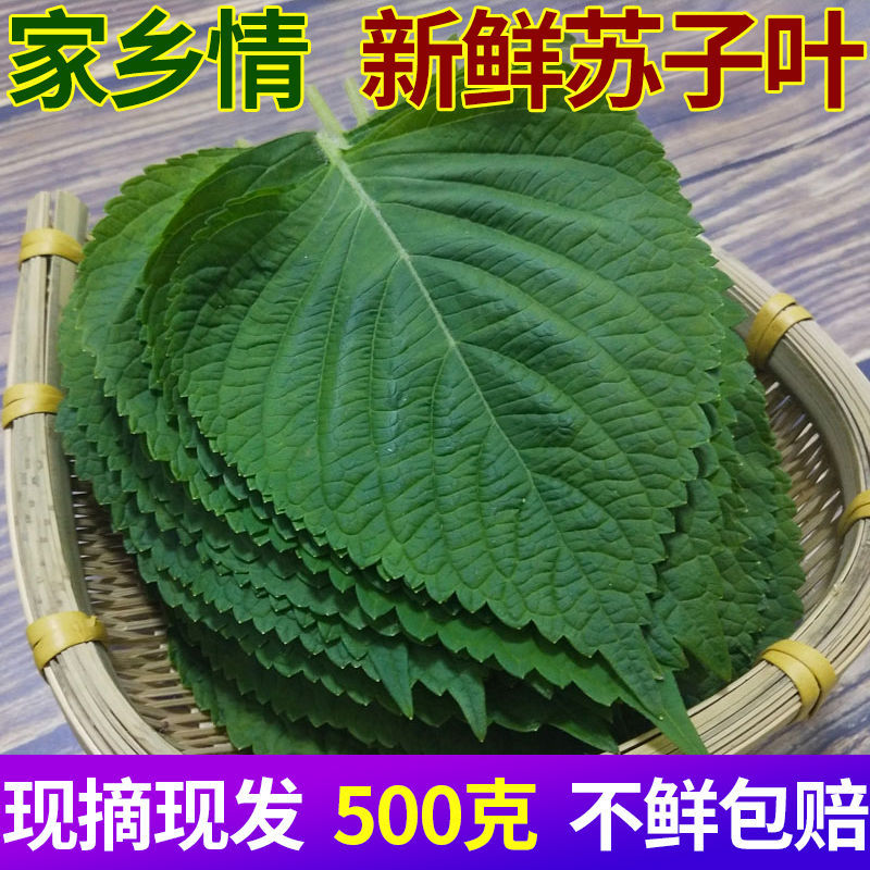 苏子叶新鲜食用包饭韩国烤肉绿色蔬菜500g东北特产苏菜叶多省包邮 水产肉类/新鲜蔬果/熟食 其它 原图主图