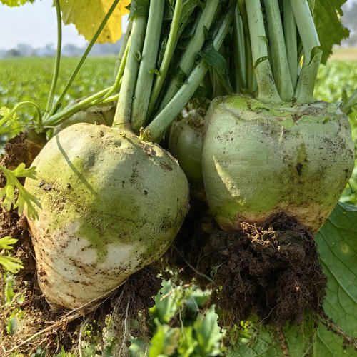 2025年芥菜疙瘩新鲜现挖辣菜疙瘩大头菜生疙瘩腌制咸菜下饭菜芥菜