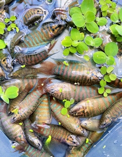 野采鱼苗原生观赏鱼淡水溪石斑马口桃花虾虎慈鲷鰟鲏斗鱼