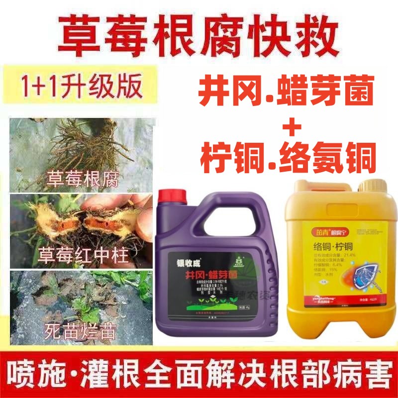 草莓红中柱根腐病枯萎病黄萎病