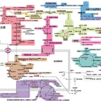 2023吴在望生物化学生化九大代谢串联全图+百日手账计划表配导图.