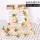 Sakura Vine Strip Strip Champagne Color