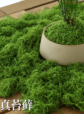 仿真苔藓草皮仿生人造假青苔微景观布置摆件草坪盆景盆栽铺面造景
